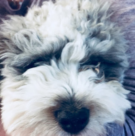 Meet your Posher, Dallas - Picture 1 of 1